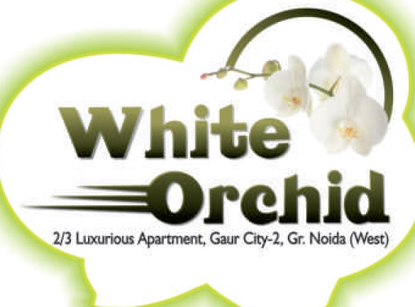 Town Park White Orchid