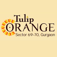 Tulip Orange